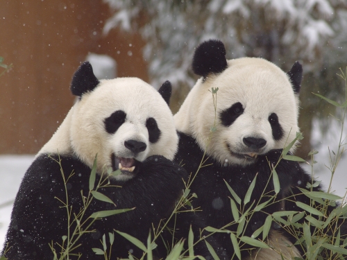 Two pandas eating bamboo