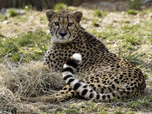 cheetah