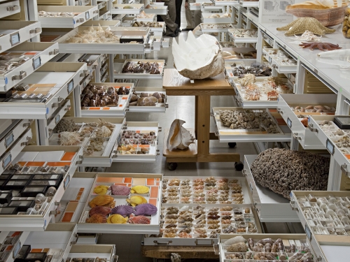Invertebrate collection