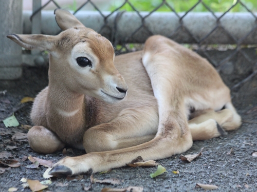 Dama gazelle