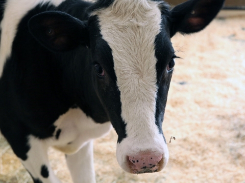 Calf