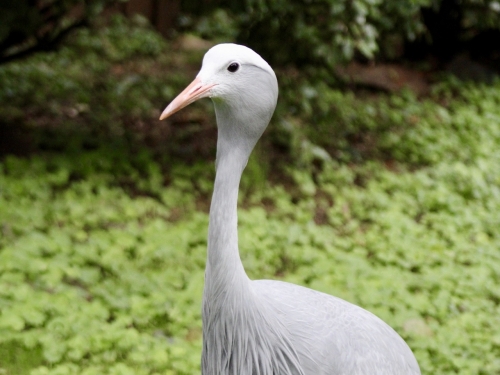 Large grey crane stands in a field of green grass