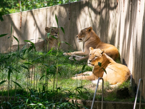 Three lions lounge in enclosure