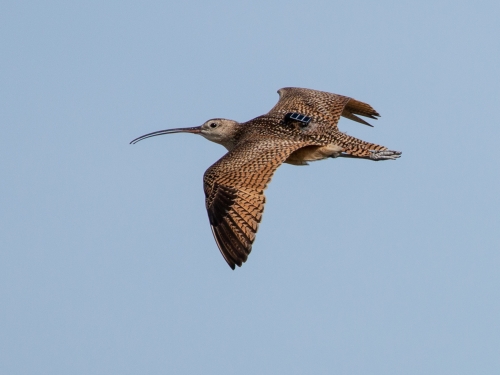A brown and black bird with a long, thin beak flies in a clear blue sky.