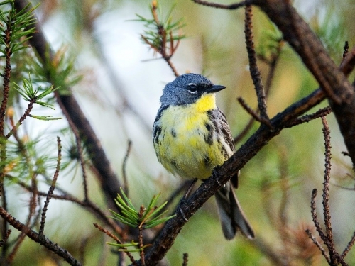 Kirtland’s Warbler; environmental conditions in migratory birds’ winter homes carry over to affect their survival ability