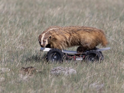 Badger-inator