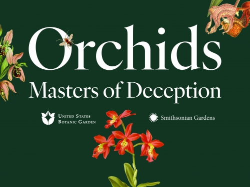 Graphic with dark green background, white text and illustrations of orchids.