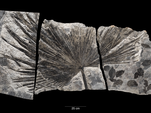Gray pieces of stone with dark imprint of fan-shaped leaf.