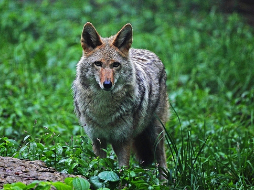 Coyote