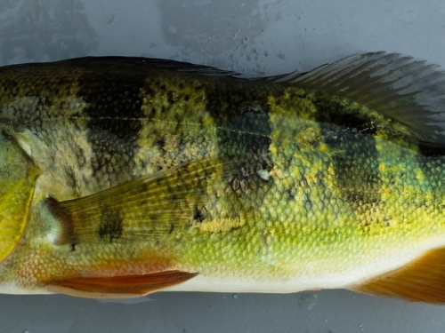 Peacock bass (fish)