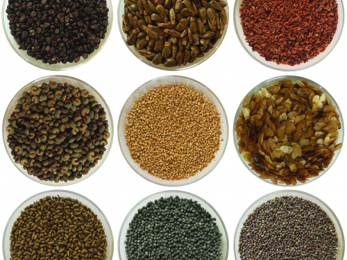 Seeds in Petri dishes