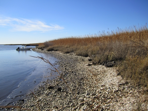 Low tide at a bay with oysters washed up on the shore