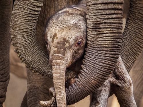 The Last Elephants book cover