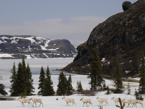White caribou seen walking across a wintery scene with mountains and evergreen trees in the background