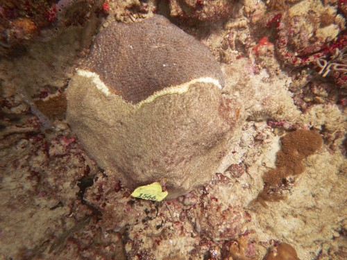 Underwater coral that is textured and various shades of brown and tan.