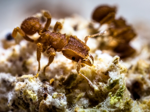 Close-up of a brown ant with six legs, bulbous body and two front pinchers crawling on jagged surface.