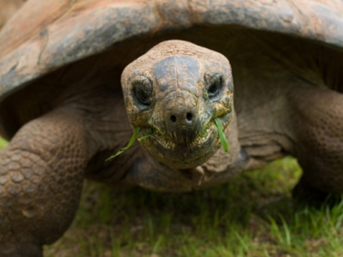 Aldabra tortoise