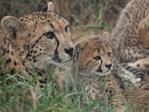 Amani (left) at the Smithsonian Conservation Biology Institute with cub 2011