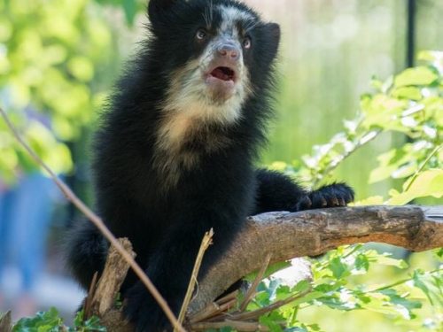 Hank the Andean bear cub