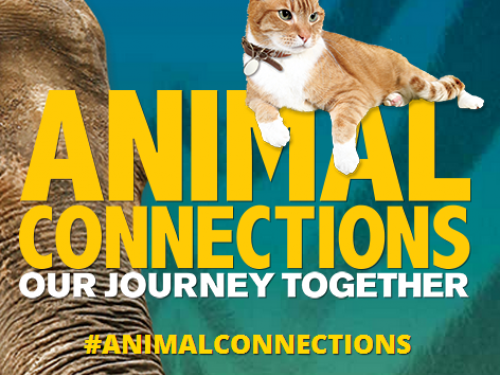 Animal Connections