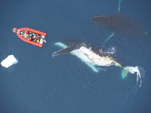whales next to boat