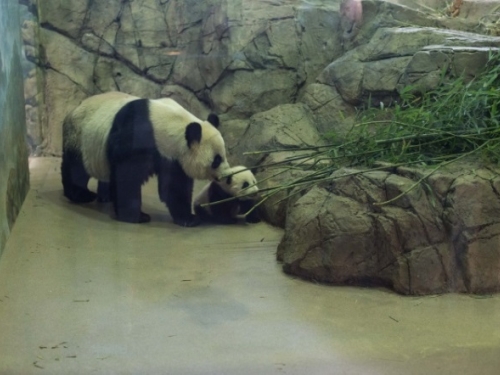Bao Bao and Mei Xiang