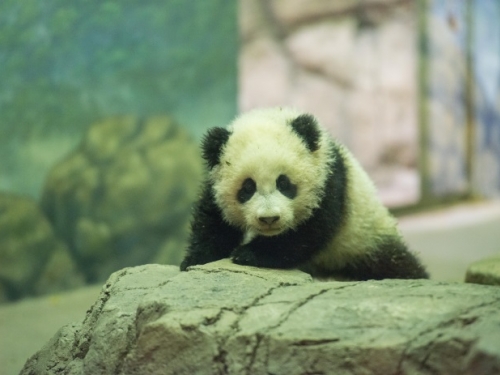 Bao Bao the Giant Panda cub