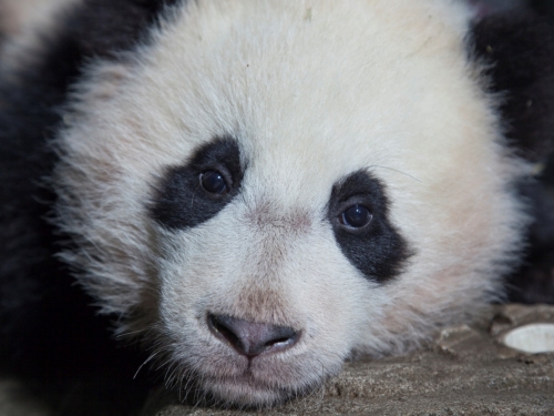Bao Bao in giant panda house