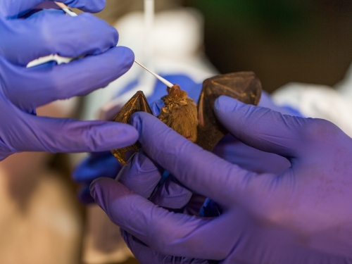 Researcher with small bat