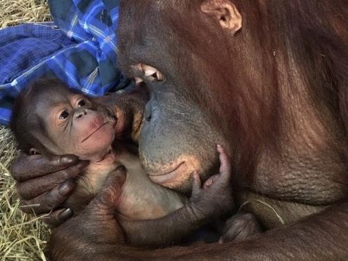 Batang and her infant