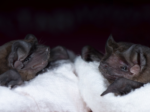 Two small bats on towel