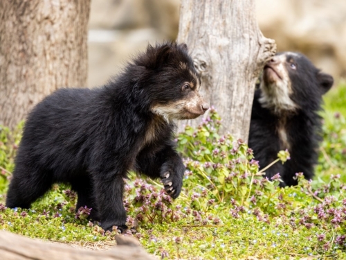 Two baby bears wander around a grassy area