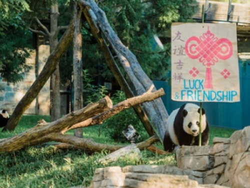 Bei Bei with Luck and Friendship poster