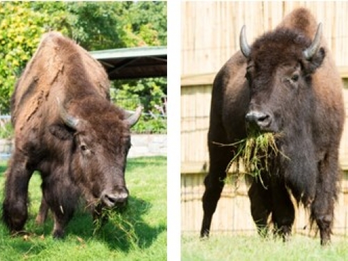 Photo credit: Jim Jenkins, Smithsonian’s National Zoo