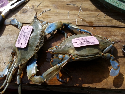Two crabs lay on a table with tags on their backs