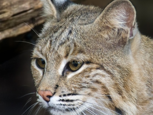 Closeup of bobcat