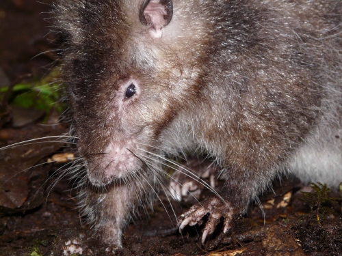 wooly rat