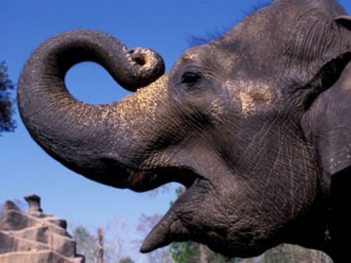 Caption: Asian elephant Bozie.  Photo Credit: CC Lockwood