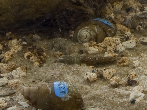 Brobertsoni in Aquarium
