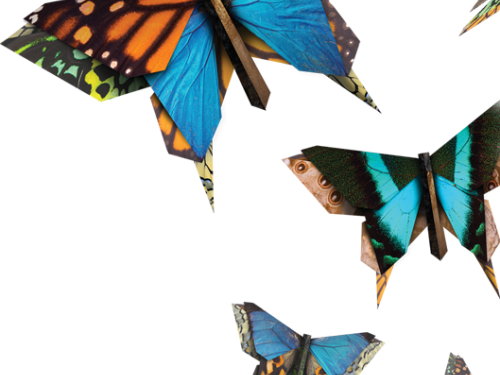 Butterflies