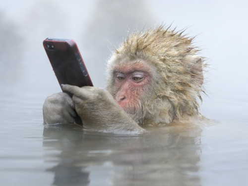 Monkey holds cell phone while sitting in water