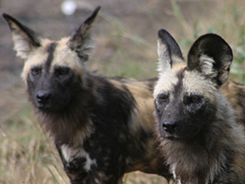 Photo of African wild dogs by Micaela Szykman Gunther, Smithsonian Conservation