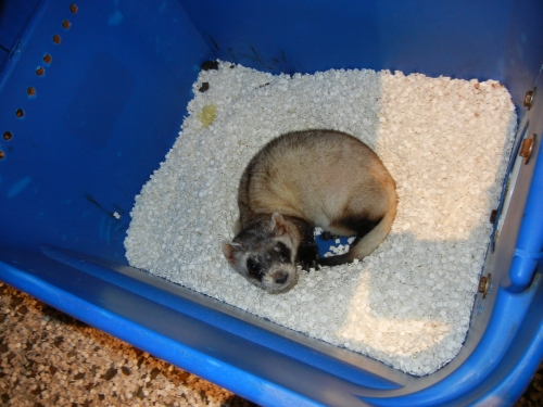Ferret curled up in basin and looking at camera