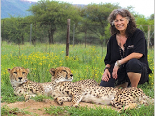 Woman kneeling beside two cheetahs