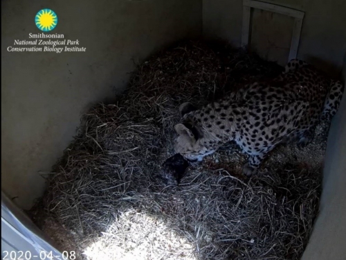 Screenshot from Cheetah Cam