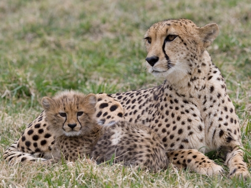 Cheetah with cub