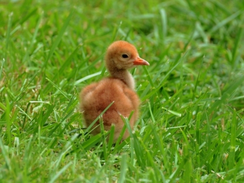 hooded crane chick