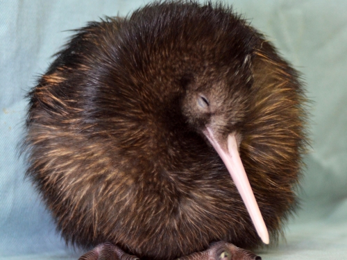 kiwi chick