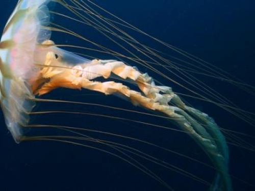 CREDIT: K. Raskoff, Monterey Peninsula College, Arctic Exploration 2002, NOAA