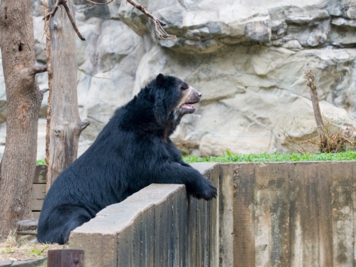 Andean bear Cisco at National Zoo